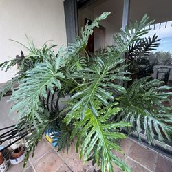 Large philodendron
