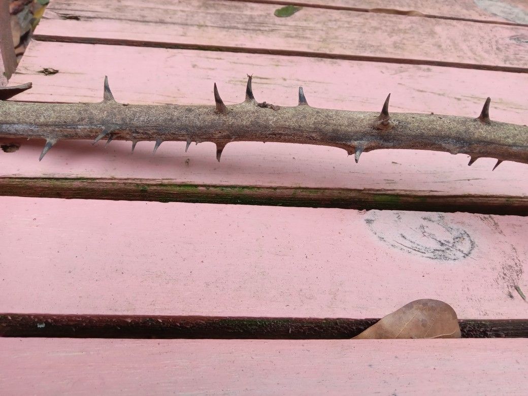 Dried Devil Snare Vines With Thorns! $1 PER FOOT! 5ft For $3