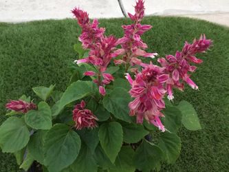 Salvia Plant Bicolor Pink Large Potted 