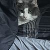 Rosie