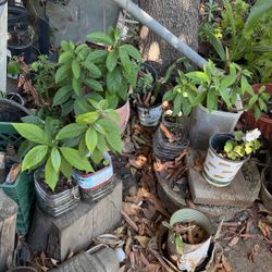 Avocado Trees For Sale Mexican Avocado Thin Skin 