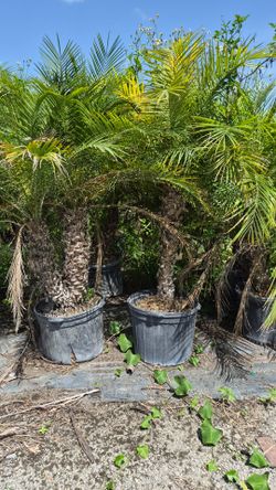 Spectacular Robollinis Palms 5 feet Tall!! Fertilized