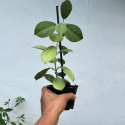 Hoya Pachyclada Available 4”