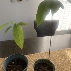 Avacado plant!   Any$ 10