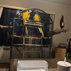 Two Macaw Cage 
