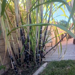 6 Dólares Cada Una Cuantas Kieren