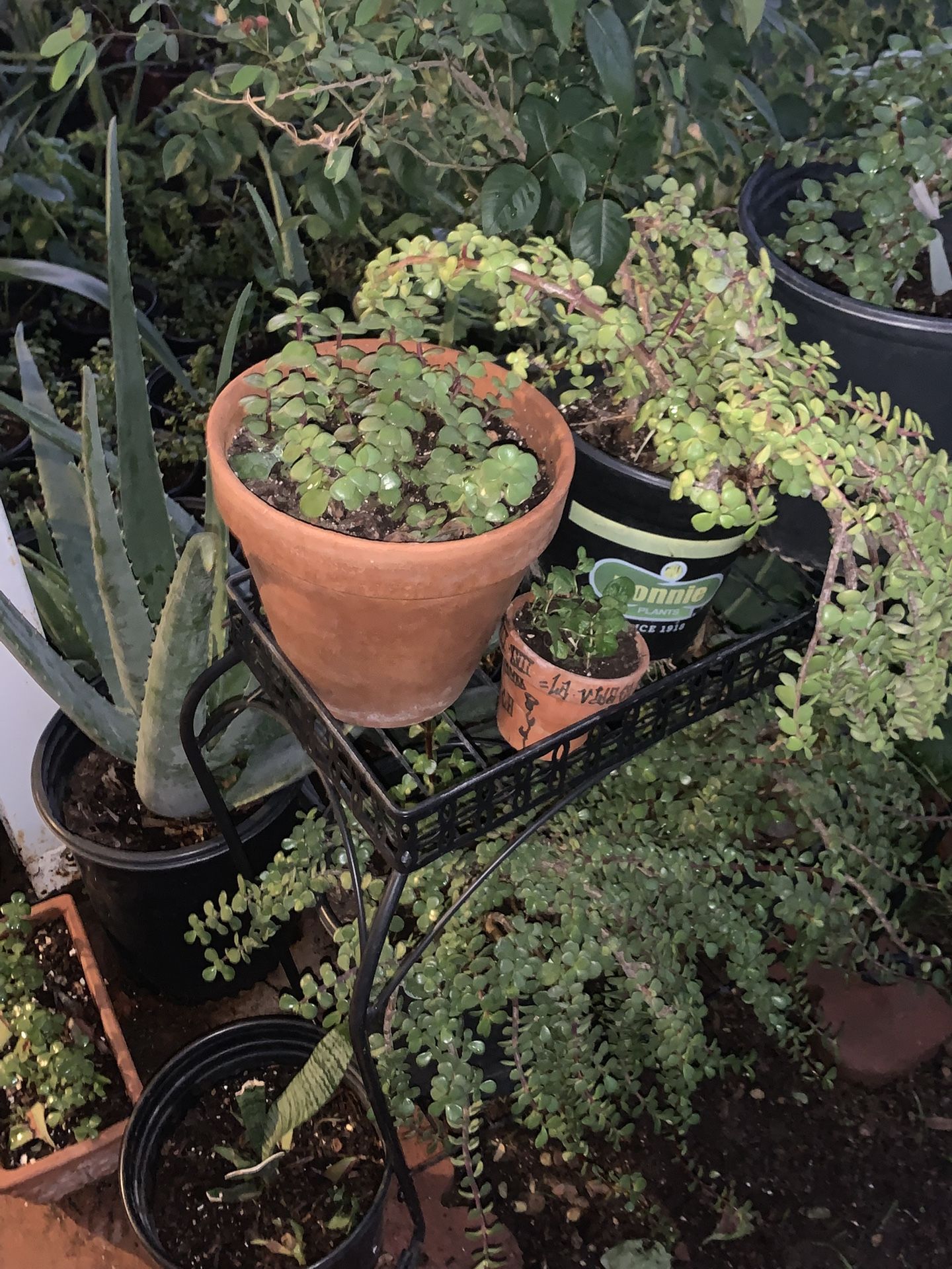 Many Different Plants Available For Sale