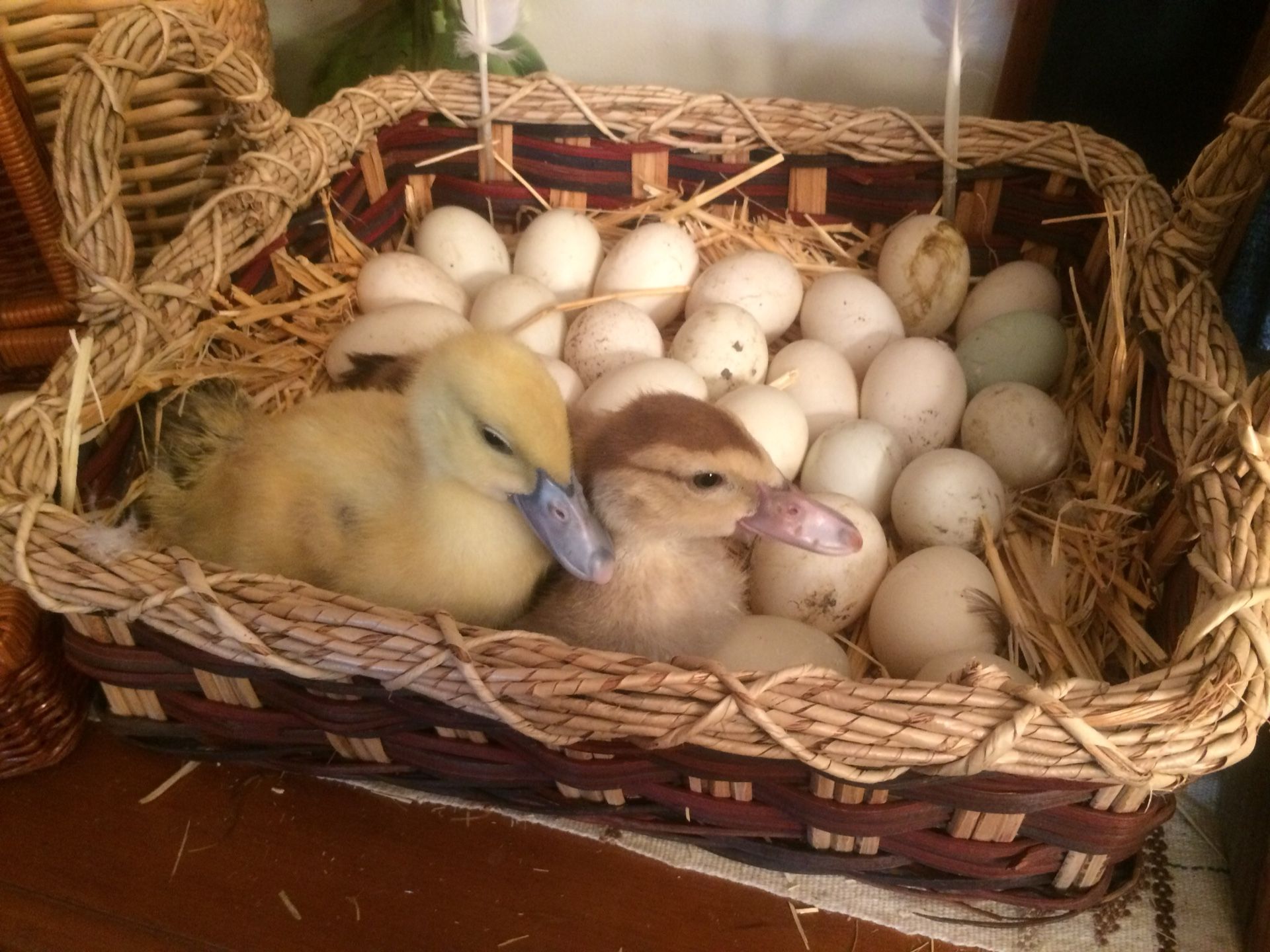 Muscovy 🦆 Duck Eggs 🍳 🥚