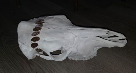 REAL Taxidermy Cow Skull
