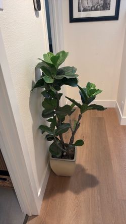 Fiddle leaf ficus faux plant