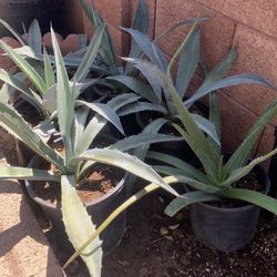 Huge Blowout Sale Clearance On All Plants