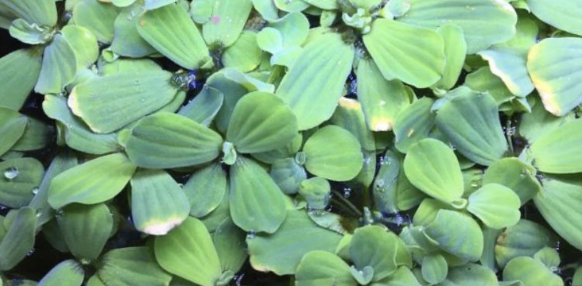 Live Fish Tank Aquarium Plants Water Lettuce Floating 