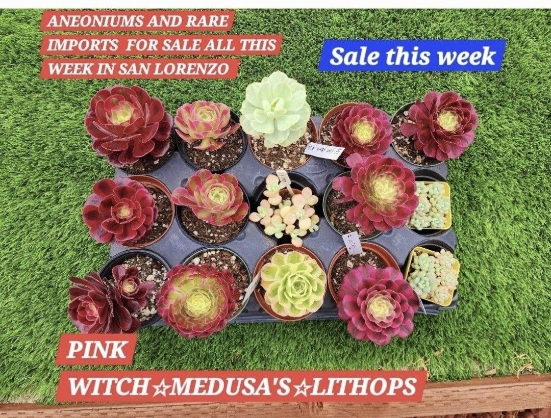 AEONIUMAS AND SUCCULENT SALE THIS WEEK IN SAN LORENZO