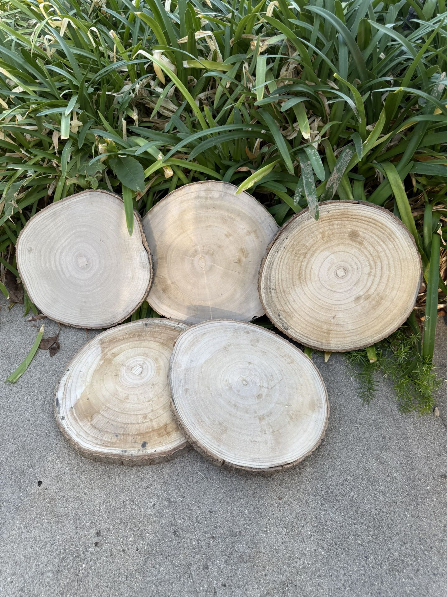 Tree Stump Cake Stand
