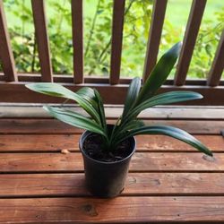 Clivia