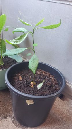 Avocado Troical Fruit Tree LIVE