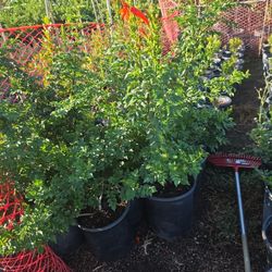 Tecoma Plants 