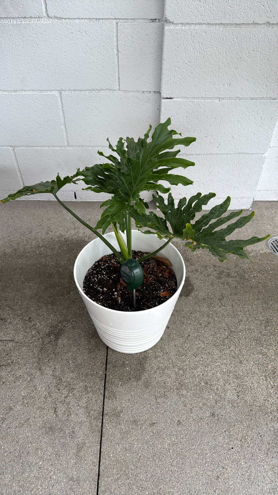 Split Lead Philodendron Plant With Pot