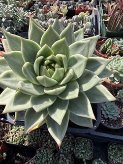 Echeveria