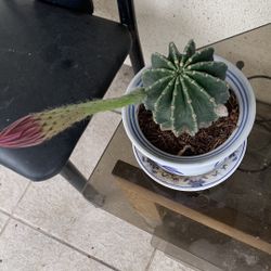 Cactus Decorations Pot 27$