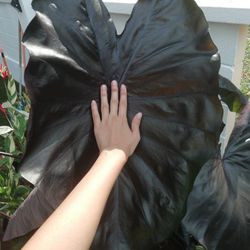 2pcs Colocasia Black coral elaphant ear plant 1 ft tall