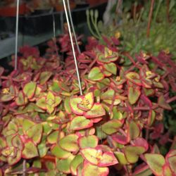 Beautiful Succulents Plant.