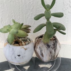 2 Small Succulent Plants 