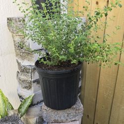 Oregano