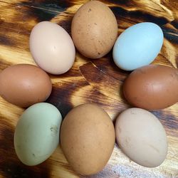 Fertilized Eggs 