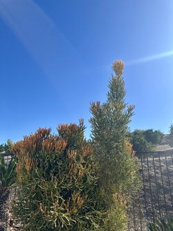Fire Cactus