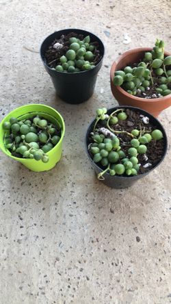 String Of Pearls