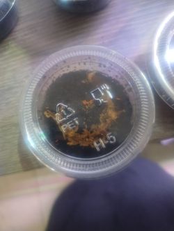 Reptile enclosure Orange springtails