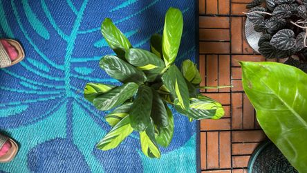 Never Never plant Ctenanthe Lubbersiana