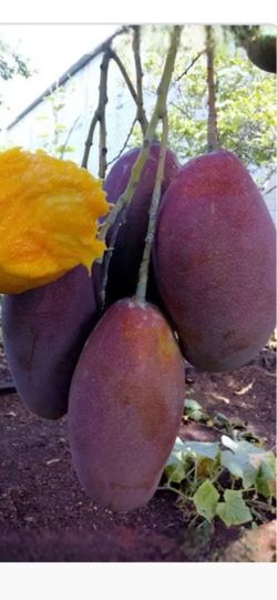 Mango live tree