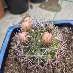 Cactus 