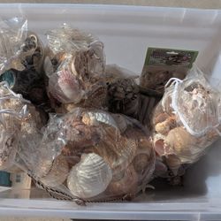 Seashell Bin