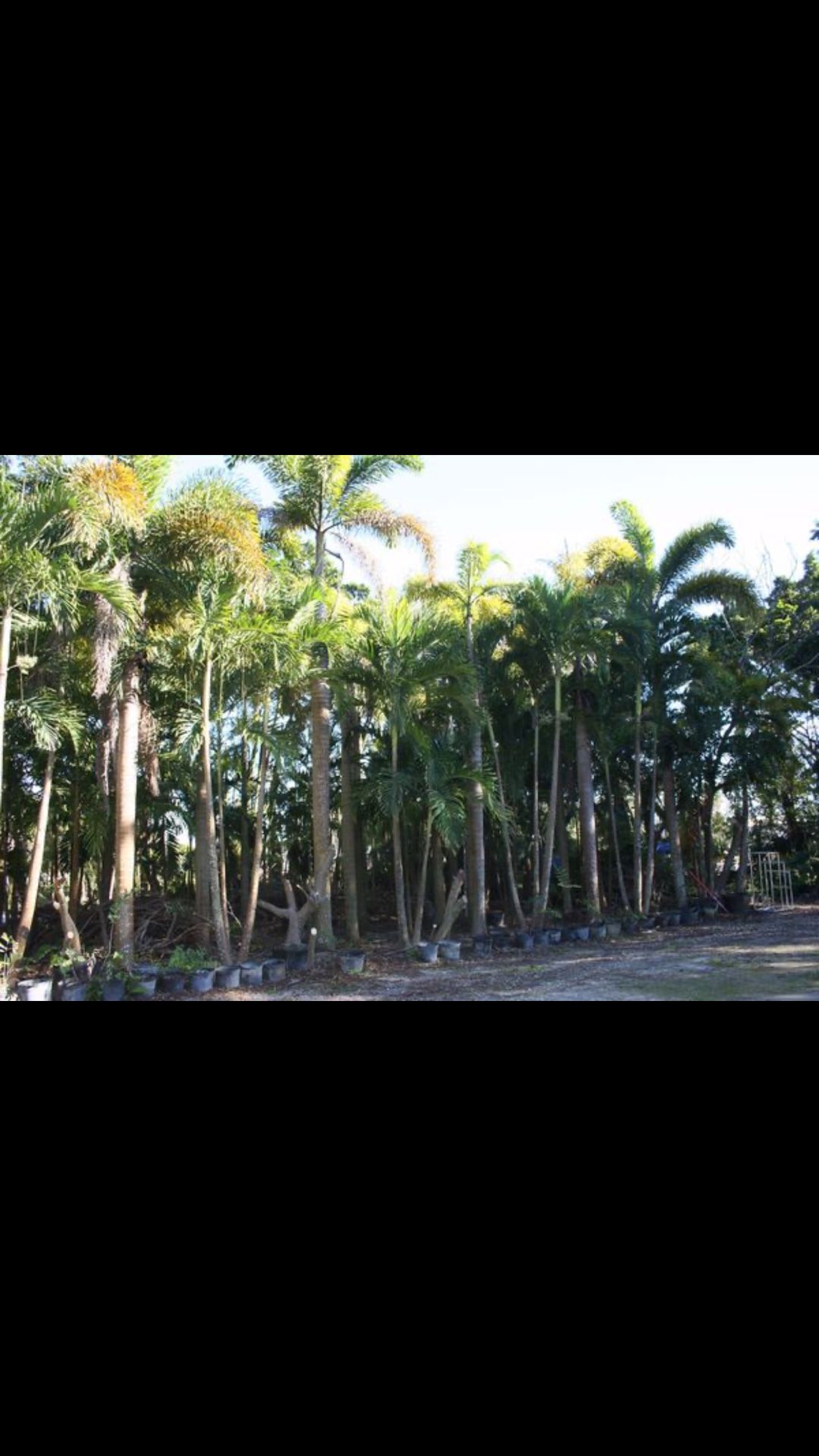 Large foxtail palm trees