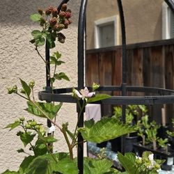 🌿 Coming Soon! Apache Thornless Blackberry Bushes – Home Propagated & Thriving! 🌿