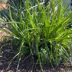 Red hot poker  plant