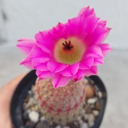 Rainbow Cactus In 3" Pot.