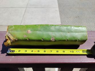 TB Monstrose (TBM) Long Crest Cutting 12" | + Rare Collector Cactus
