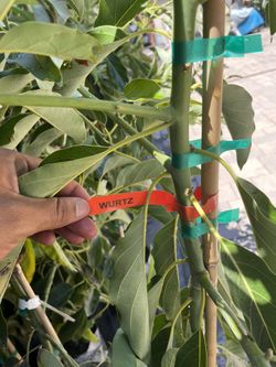 Grafted Little Cado 🥑 Avocado Tree 