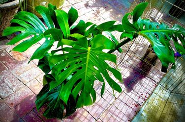 Monstera Plant 