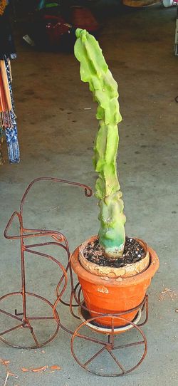 Spineless Totem pole cactue with Rustic bicycle pot holder
