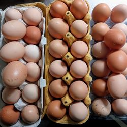 Fresh, Organic Large Eggs 🥚