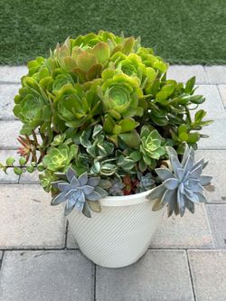 Assorted Succulent Plants