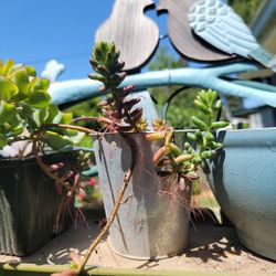 Jelly Bean Succulent Plant 