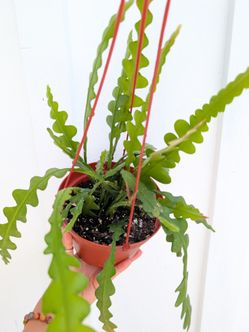 Epiphyllum Anguliger Ric Rac Cactus Plant 6" Pot - Indoor House Plants