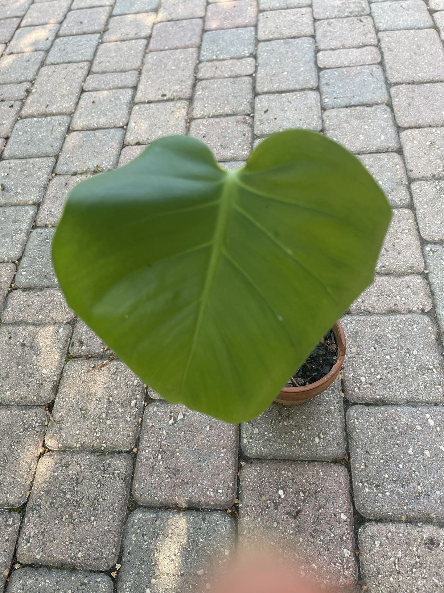 Monstera deliciosa plant