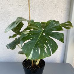 Thai Constellation Monstera 